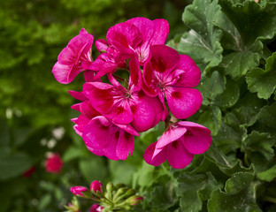 Obraz premium red crane's bill flower closeup in the garden