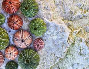 colorful sea urchins on white wet rock beach, natural background
