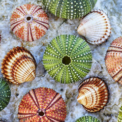 colorful sea urchins and seashells on white wet rock beach closeup