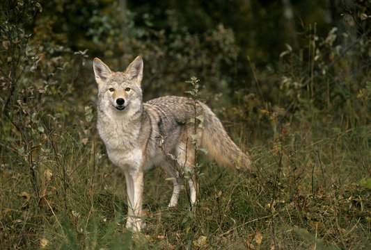 Coyote (Canis latrans).