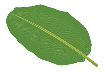 Banana leaf vector isolated on white background.