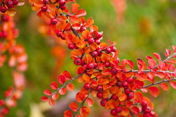 Beautiful berries in autumn
