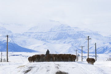 Cattle (Bos taurus) Drive. Driving herds along roads is a common way to move them from one field to another. Country road, southwest Alberta, Canada.