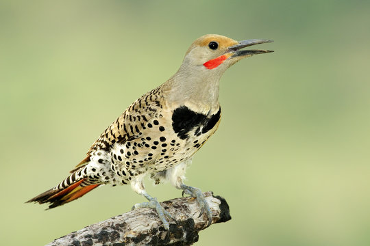 Male northern flicker - red-shatfted morph (Colaptes auratus) approaching its nest hole in a dead ponderosa pine, southern Okanagan Valley, British Columbia