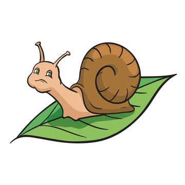 Snail crawling on the green leaf. Color vector illustration
