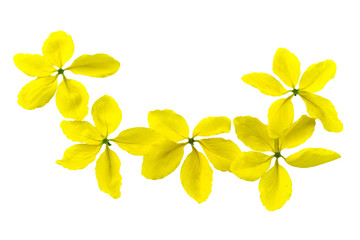 Flowers of Cassia fistula or Golden shower, national tree of Thailand isolated on white background.Saved with clipping path.