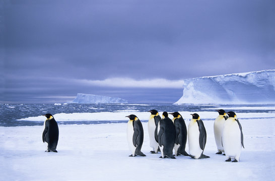 Emperor penguins (Aptenodytes forsteri) wait at the edge of the pack ice in preparation for a foraging journey out to sea, Drescher Inlet, 72 Degrees South, Weddell Sea, Antarctica.