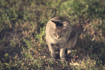 Vintage photo of a cat
