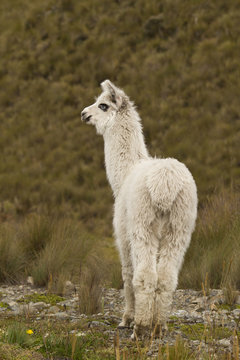Llama, Lama glama, Highlands, Ecuador