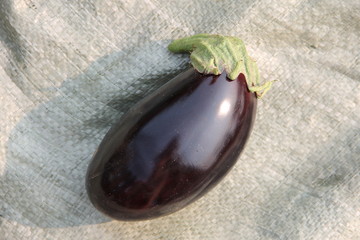Осенний урожай:  фиолетовый баклажан на белой мешковине