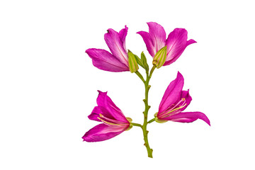 Closed up pink Bauhinia purpurea isolate flower or Butterfly Tree, Orchid Tree, isolated on white background.Saved with clipping path.