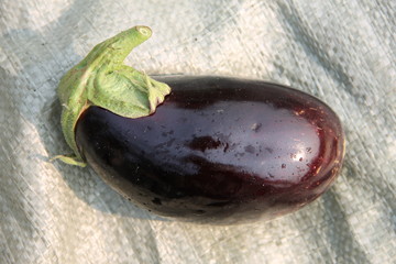 Осенний урожай:  фиолетовый баклажан на белой мешковине