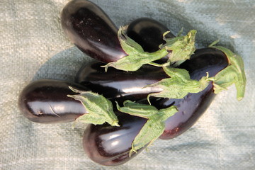 Осенний урожай:  фиолетовые баклажаны на белой мешковине