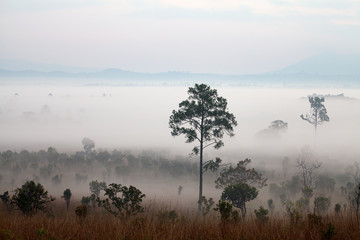 Obraz na płótnie Canvas Fog in forest at Thung Salang Luang National Park Phetchabun,Tha