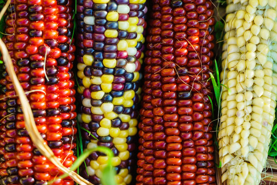 rainbow corn