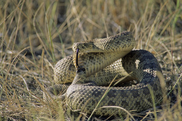Prairie Rattlesnake (Crotalus viridis) Adult (Western & Plains Rattlesnake) is equipped with powerful venom to kill prey quickly. If threatened, will vibrate their tails, producing a unique rasping sound to warn intruders. Grasslands National Park, southwestern Sasketchewan, Canada.