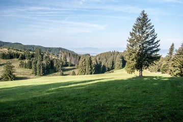 Fototapeta na wymiar mountain meadow with trees and blue sky in Velka Fatra mountains in Slovakia