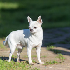 white chihuahua on a green grass