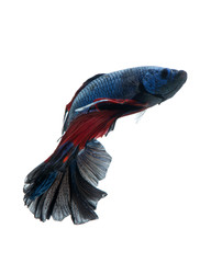 Red-blue bettas