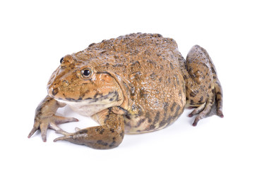 frog on white background