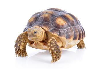 turtle on white background