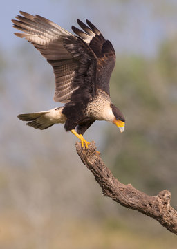 Crested Caracara, Caracara cheriway, Laguna Seca Ranch, Texas
