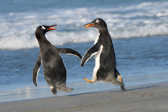 Gentoo penguins (Pygoscelis papua) squabbling on the shoreline, Falkland Islands, Southern Atlantic ocean