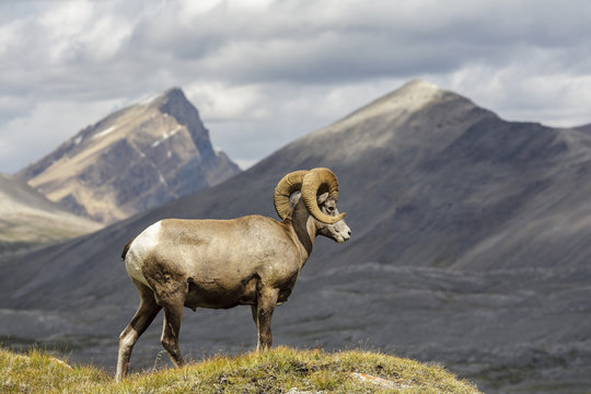 Bighorn sheep (Ovis canadensis) grazing in Wilcox Pass, Jasper National Park, Alberta Canada.
