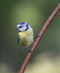 Obraz premium Blue tit on branch