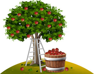 Apple tree and basket of apples