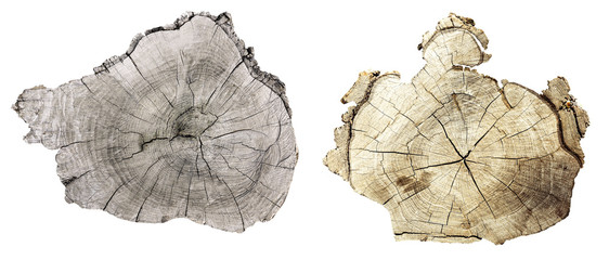Cross section of tree trunk  isolated on white © Africa Studio