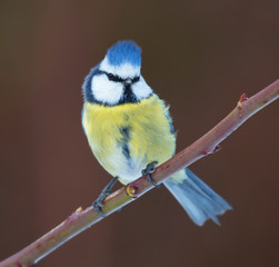 Blue tit