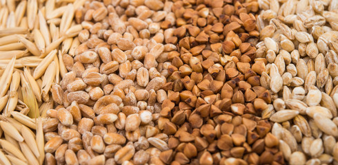 background buckwheat, barley, wheat, oats