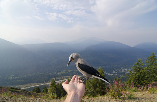 A Clark's Nutcracker looks for handouts from the photographer at Cascade Lookout in E.C. Manning Park in the Similkameen region of British Columbia, Canada