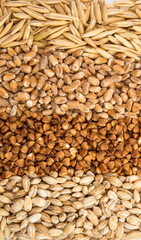 background buckwheat, barley, wheat, oats