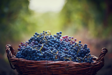 basket with grape