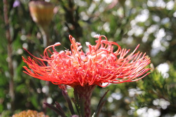 red leucospermum open