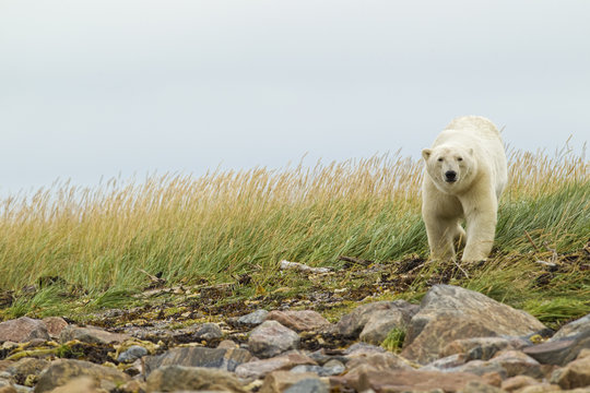 Polar bear in the fog, Churchill, Manitoba