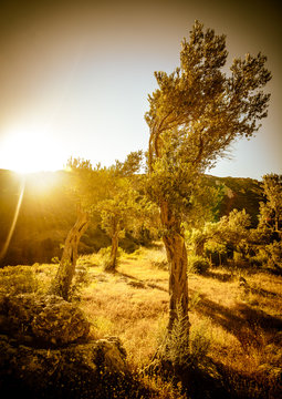 olive grove with the sun in the frame, warmly decorated tinted i