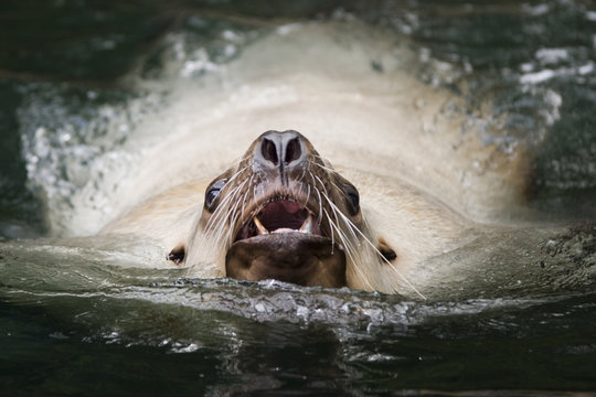 Close up of  Steller sea lion, Eumetopias jubatu, swimming at Vancouver Aquarium in Stanley Park Vancouver British Columbia Canada