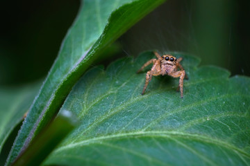 Jumping spider on green leaf.Close up