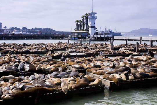 Sea Lions at Fisherman's Wharf, San Francisco, USA