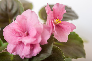 Fototapeta premium Saintpaulia varieties JAN-Katusha N.Puminova with beautiful pink flowers. Close-up.