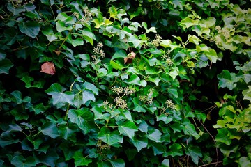 Mur des plants &agrave; Paris, France