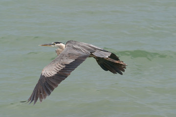 Naklejka premium Blue Heron in flight