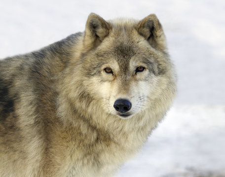 Gray Wolf (Canis lupus) in Saskatoon, Saskatchewan