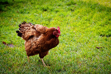 Rooster portrait with red hackles and wattles.