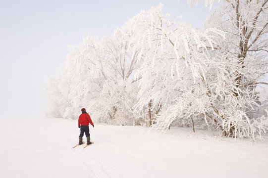 a man snowshoes towards frost covered trees in shelter belt, near Cooks Creek, Manitoba, Canada