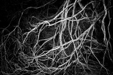 complex tangle of tree roots, enhanced artwork and details of Greece, the island of Samos, black and white version