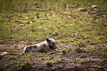 Pot-bellied pig resting in field. Pot-bellied pigs are farmyard animals descending from wild boars,...